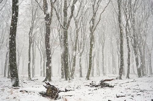 Flinke sneeuwbui in het beukenbos