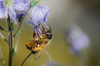 Bee at work