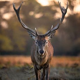 Red deer during sunset by Backpackandshutter