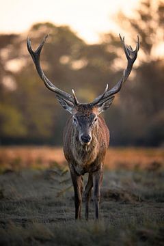 Rotwild bei Sonnenuntergang von Backpackandshutter