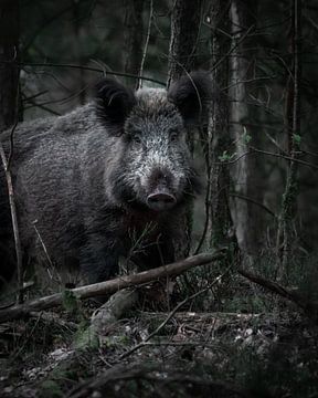 Wildschwein auf dem Veluwezoom von Roy Kreeftenberg