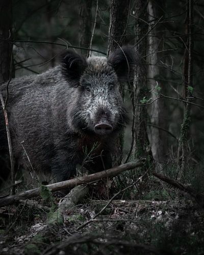 Boar on the Veluwezoom