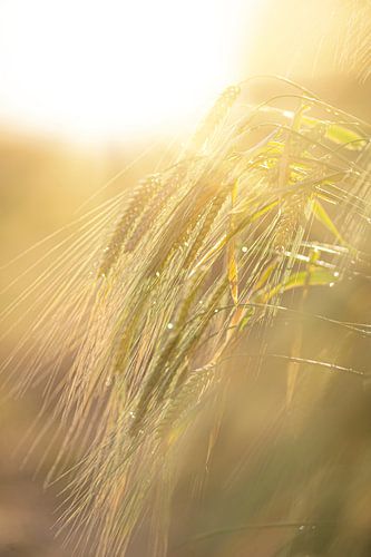 Granen in het zonlicht