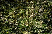 Verlichte boom in Waalwijk