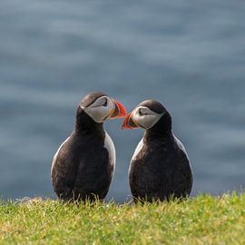 Puffins in Love