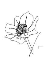 One line drawing Boterbloem