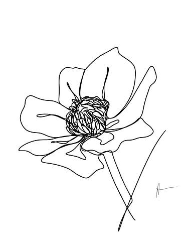 One line drawing Boterbloem