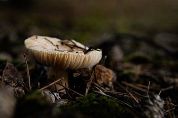 Witte paddenstoel onder boom van Arendina Methorst