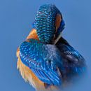 Eisvogel - Federn machen den Mann, polierender Eisvogel. von Eisvogel.land - Corné van Oosterhout Miniaturansicht