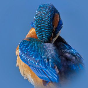 Eisvogel - Federn machen den Mann, polierender Eisvogel.