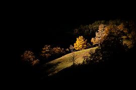 Golden light by Maarten van Noorloos