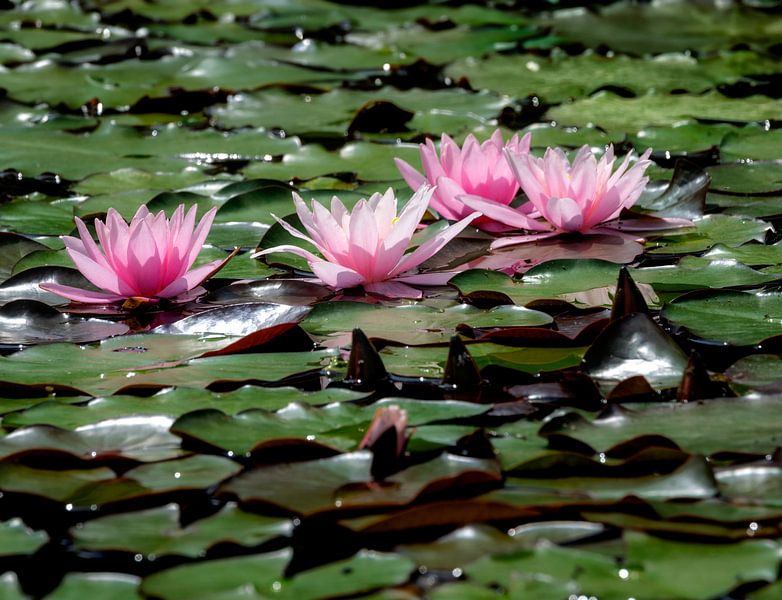 Roze waterleliebloemen in de tuinvijver van ManfredFotos
