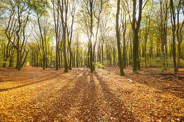Forêt de Speulder et Spielder (Pays-Bas) sur Marcel Kerdijk