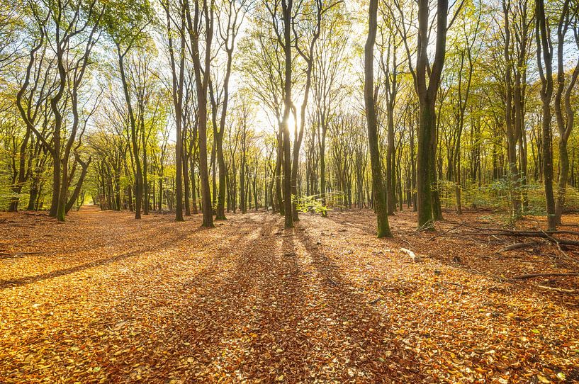 Speulder and Spielder forest (Netherlands) by Marcel Kerdijk