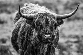 Scottish Highlander by Patrick  van Dasler