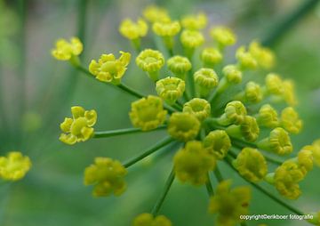 garden moods van erik boer