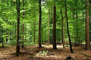 Forêt de Staphorst II