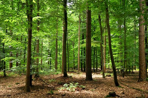 Forêt de Staphorst II sur Corinne Welp