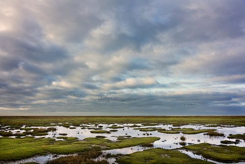 Panorama van een kwelder landschap in Groningen