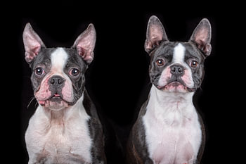 boston terrier