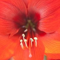 Amaryllis