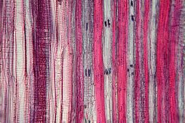 Längsschnitt eines Lindenastes von appie bonis