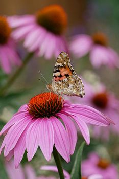 Papillon de chardon sur une fleur
