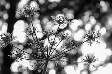 Forest Sparkles - Schwarz-Weiß-Fotografie von Qeimoy