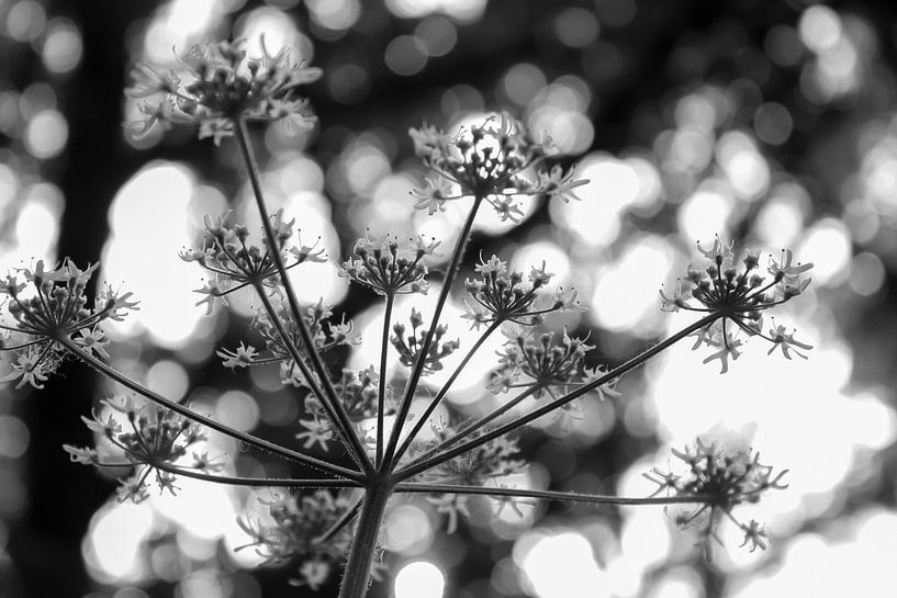 Forest Sparkles - Schwarz-Weiß-Fotografie von Qeimoy