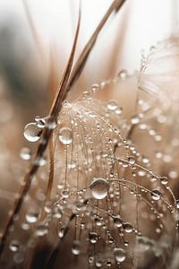 Rain Drops von Treechild