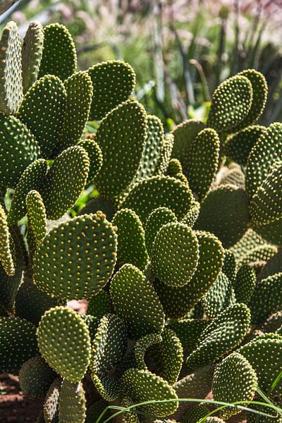 Cactus dans la lumière du soleil par Jarno Dorst