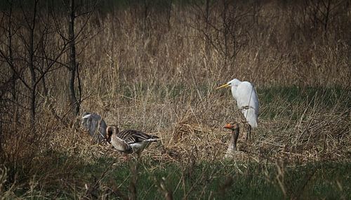Silver Heron, Blue Heron and Geese