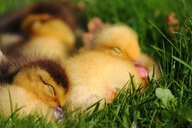 sleeping duck by ahmed bidani