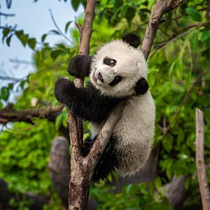Liebenswerter Pandabär im Baum (Riesenpanda)