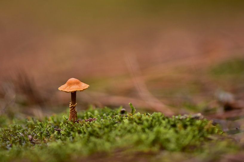 Pilz von John Leeninga