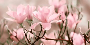 Magnolia by Violetta Honkisz