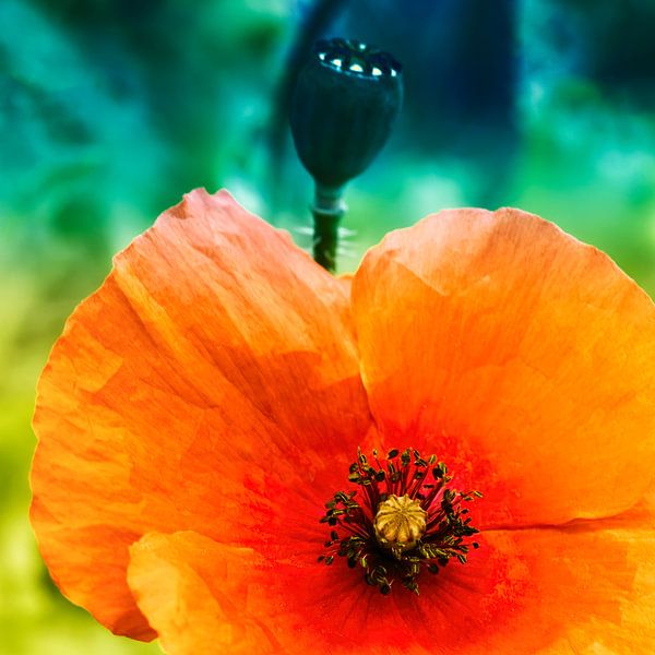 Poppy by Chris Fraikin