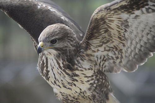 Buizerd