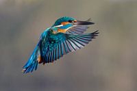 Kingfisher in flight