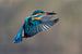 Kingfisher en vol sur IJsvogels.nl - Corné van Oosterhout