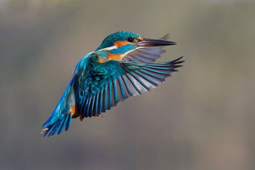 Kingfisher en vol par Martins-pêcheurs - Corné van Oosterhout