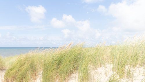 Helmet grass in the wind near Petten serene high key photo in the North Sea dunes
