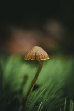 Small mushroom in the moss by Jan Eltink