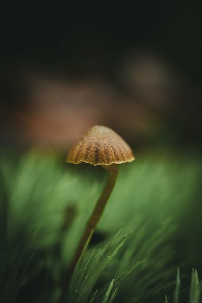 Kleiner Pilz im Moos von Jan