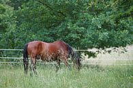 Trakehner Feldmeyer in de wei van Babetts Bildergalerie thumbnail