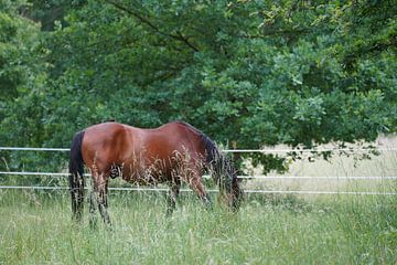 Trakehner Feldmeyer auf der Weide