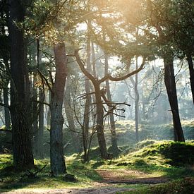 Waldweg von Bianca Verweij