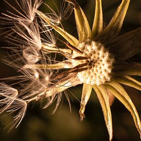 Dandelion, transformation by SO fotografie