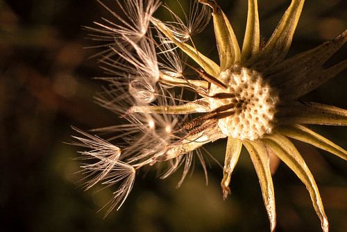 Löwenzahn, Verwandlung von SO fotografie