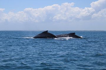 humpback whales of South Africa by Ramon Beekelaar